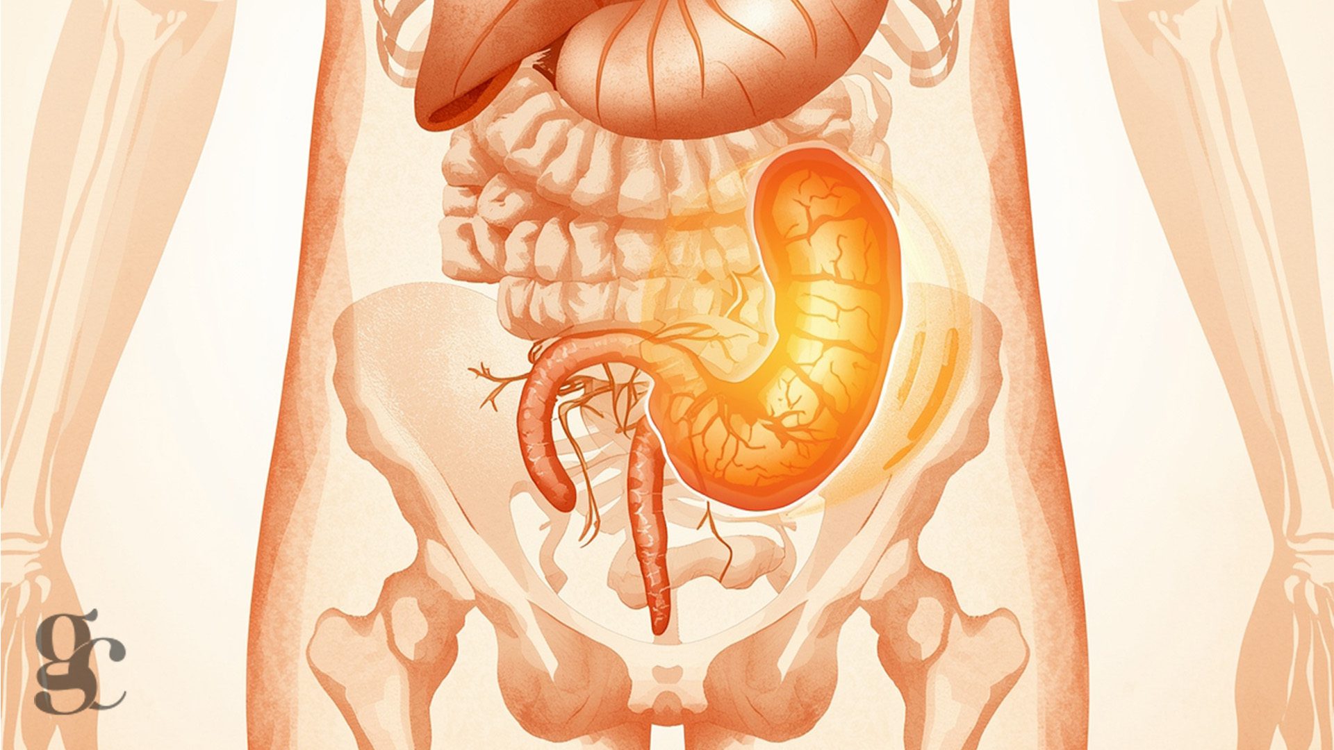 Apendixite Appendicite : symptômes, diagnostic et urgence